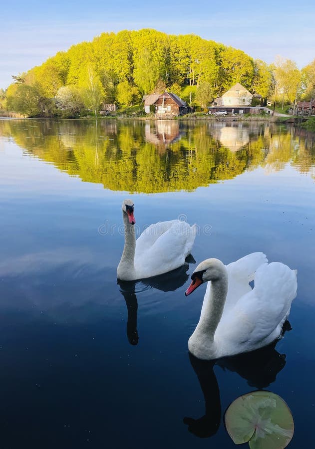 Два белых лебедя в озерном лесу и дома, отраженные на воде стоковое фото rf
