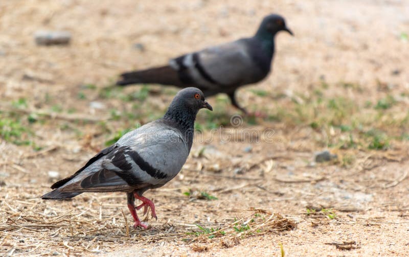 Two pigeons are walking on the ground. Two pigeons are walking on the ground.