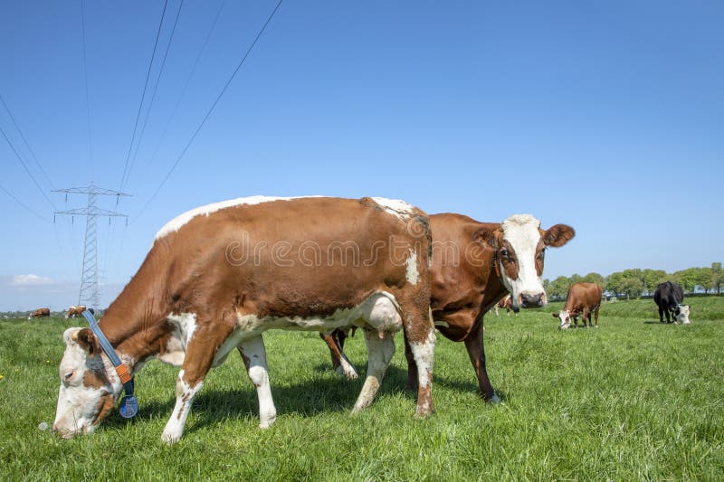 2 cows grazing in a field and electricity power pole, a peeking red and white, in a green field under a blue sky and horizon over land. 2 cows grazing in a field and electricity power pole, a peeking red and white, in a green field under a blue sky and horizon over land