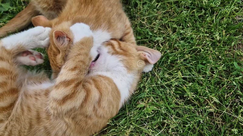 два оранжевых котят играют вместе на траве на свежем воздухе. забавные и забавные рыжие кошки, которые борются с играми, кусаются сток-видео