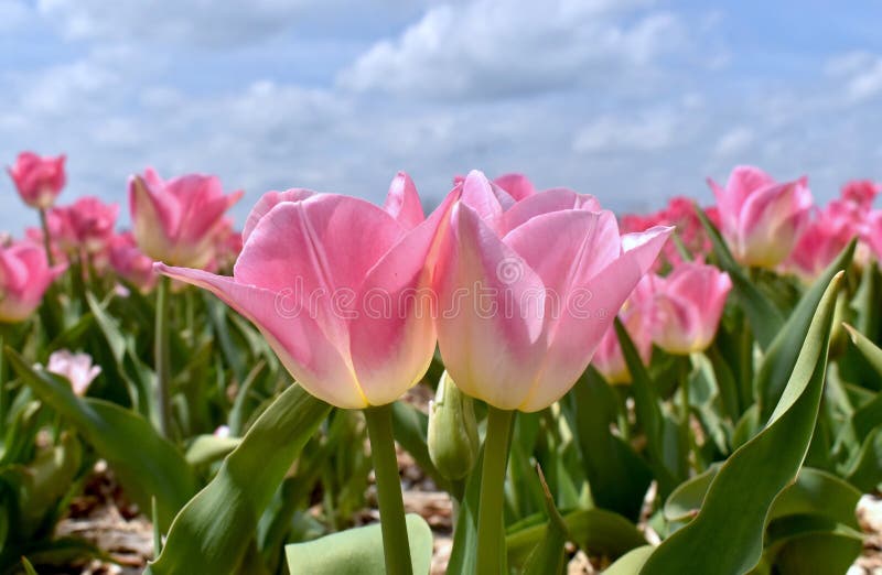 Two pink tulips that appear to be kissing on a beautiful sunny day. Two tulips are in the foreground with more pink tulips and a blue sky in the background. Two pink tulips that appear to be kissing on a beautiful sunny day. Two tulips are in the foreground with more pink tulips and a blue sky in the background.