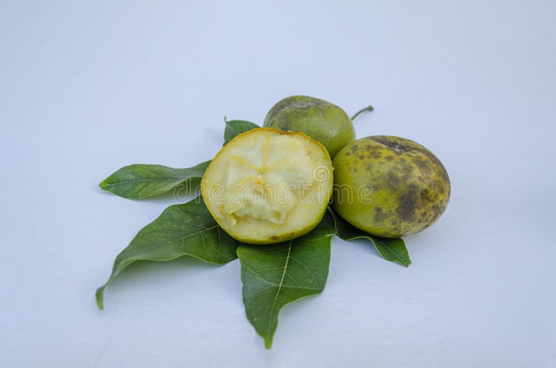 Два с половиной плоды и листья белого Sapote стоковые изображения Два с половиной плоды и листья белого Sapote стоковые изображения
