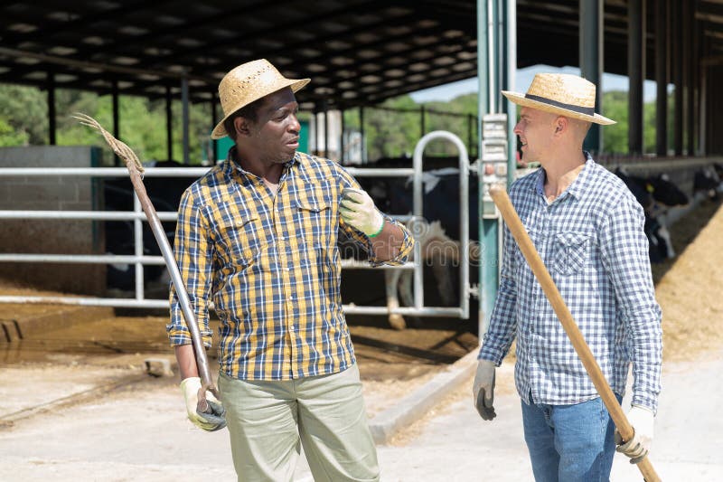 Two professional male farmers in straw hats talking during pause at cow farm. Two professional male farmers in straw hats talking during pause at cow farm