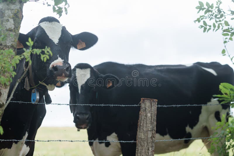 2 black dotted cows in the field. 2 black dotted cows in the field