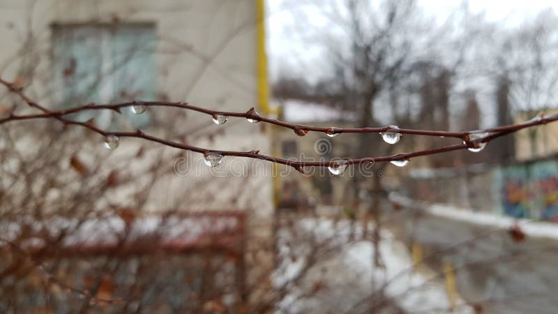 Две колючие ветки с капельками чистой воды оттепели пружины Размытые кусты на размытом фоне Естественные текстуры стоковое изображение rf