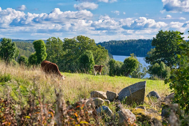 2 brown cows grazing happily on the pasture by a lake in smaland in sweden. 2 brown cows grazing happily on the pasture by a lake in smaland in sweden