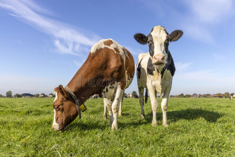 2 cows with diversity multi color, a cow grazing and one standing head up, black red and white livestock with blue sky background, in front view in a green field. 2 cows with diversity multi color, a cow grazing and one standing head up, black red and white livestock with blue sky background, in front view in a green field