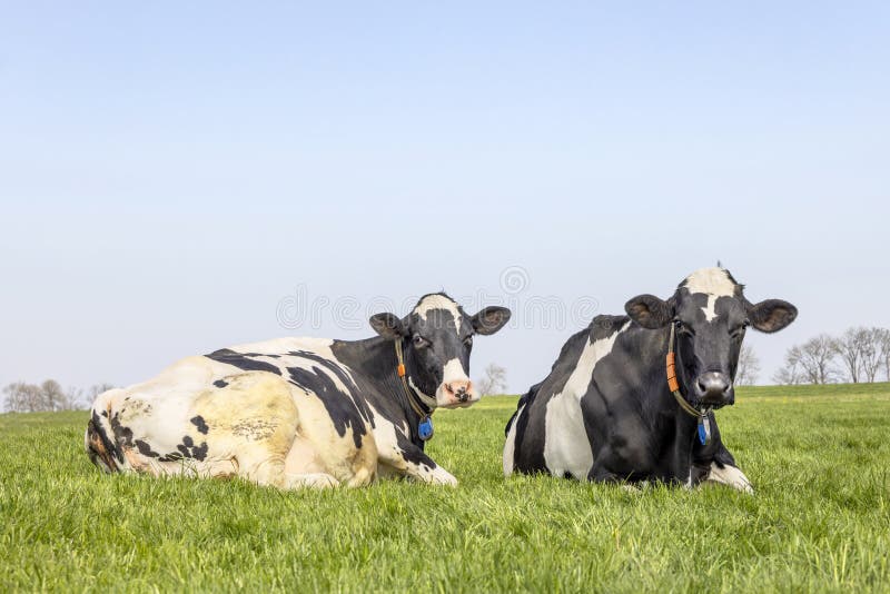 2 cows cozy together lazy lying down in the grass relaxed next to each other, black and white and copy space. 2 cows cozy together lazy lying down in the grass relaxed next to each other, black and white and copy space