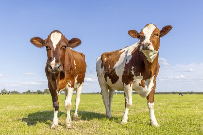 2 cows, couple looking curious red and white, in a green field under a blue sky and horizon over land. 2 cows, couple looking curious red and white, in a green field under a blue sky and horizon over land