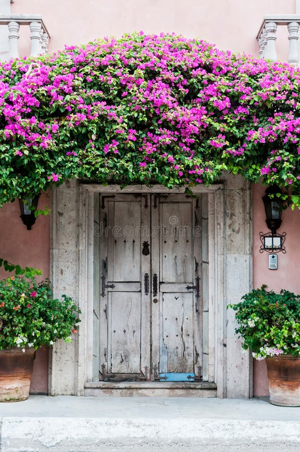 An Old Door in Mexico, covered with Bouganvillia. An Old Door in Mexico, covered with Bouganvillia