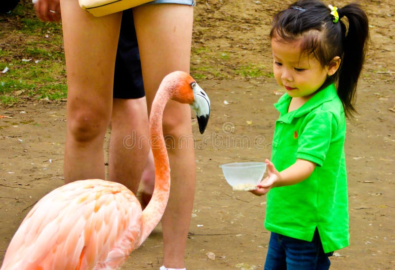 Девушка подавая фламинго