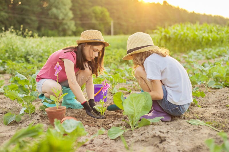 Children girls planting flowering pot plant in ground. Little beautiful gardeners in gloves with garden shovels, background spring summer rural landscape, golden hour. Children girls planting flowering pot plant in ground. Little beautiful gardeners in gloves with garden shovels, background spring summer rural landscape, golden hour