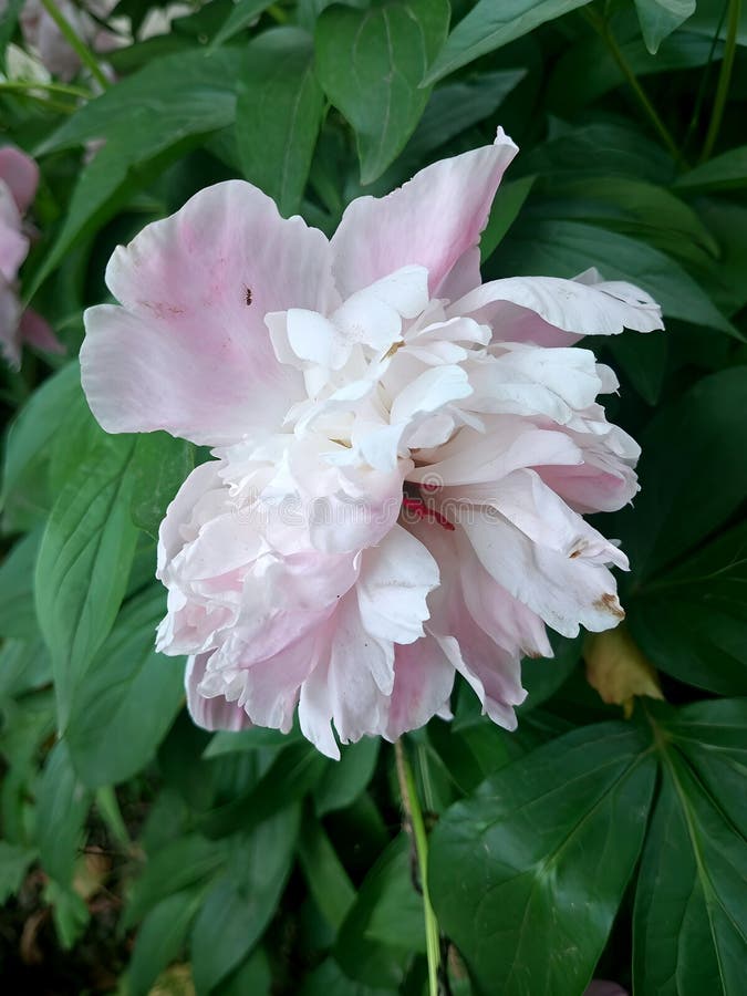 Деликатный розовый Peony в полном цвету иллюстрация штока