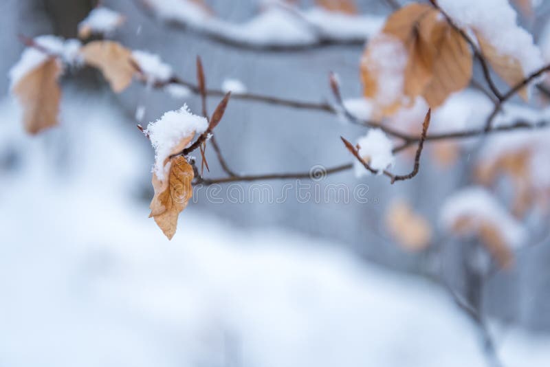 День и снежинки зимы снежный покрывают лист