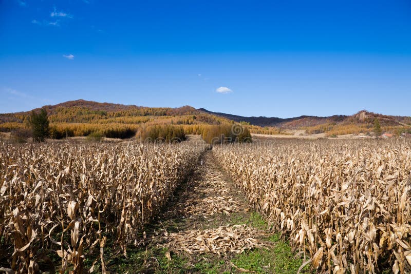 An autumn view of a cornfield against a backdrop of mountian and clear sky. An autumn view of a cornfield against a backdrop of mountian and clear sky.