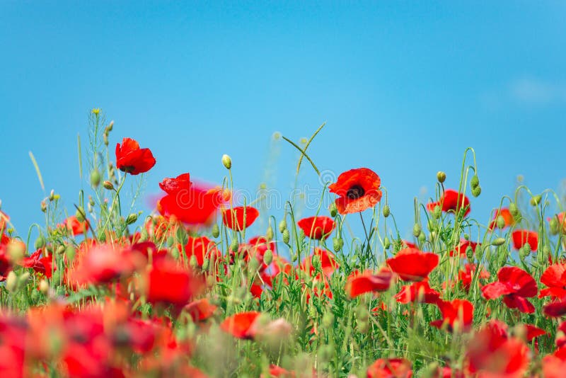 Remembrance day, Anzac Day, serenity. Opium poppy, botanical plant, ecology. Poppy flower field, harvesting. Summer and spring, landscape, poppy seed Drug and love intoxication opium medicinal. Remembrance day, Anzac Day, serenity. Opium poppy, botanical plant, ecology. Poppy flower field, harvesting. Summer and spring, landscape, poppy seed Drug and love intoxication opium medicinal