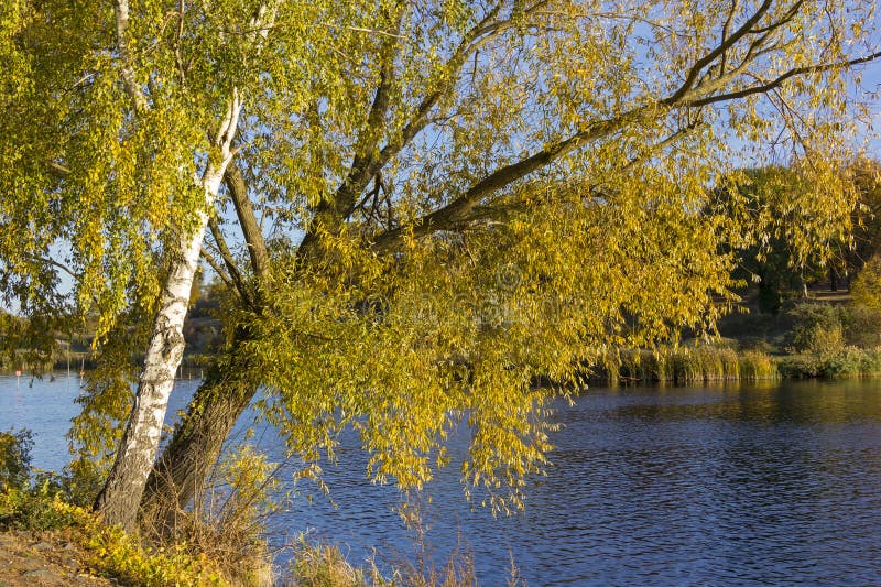 2 дерева, дерево березы и дерево вербы с желтыми листьями в осени стоковые фотографии rf 2 дерева, дерево березы и дерево вербы с желтыми листьями в осени стоковые фотографии rf