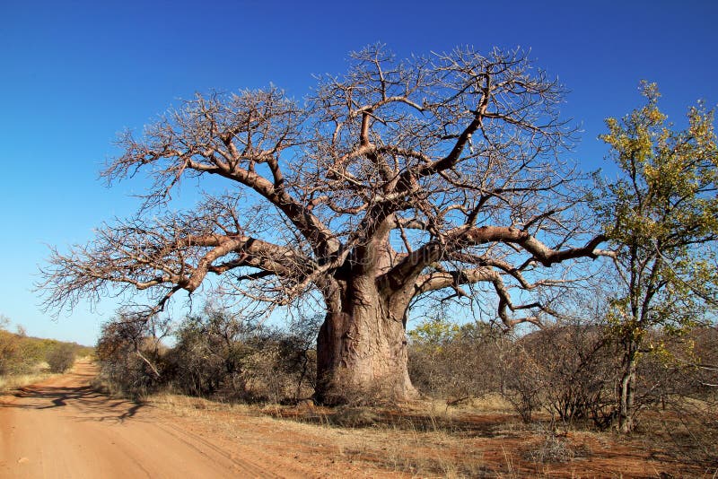 African Baobab tree (Adansonia) situated next to dirt road against a blue sky. African Baobab tree (Adansonia) situated next to dirt road against a blue sky.