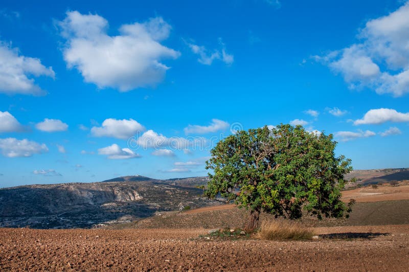 Дерево Carob в поле стоковая фотография Дерево Carob в поле стоковая фотография