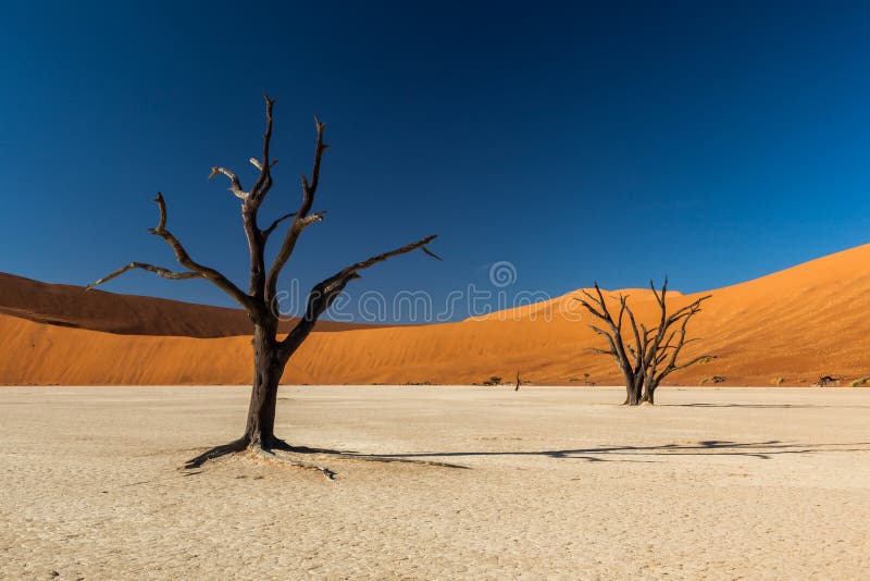 Deadvlei is a white clay pan located near the more famous salt pan of Sossusvlei, inside the Namib-Naukluft Park in Namibia. Deadvlei is a white clay pan located near the more famous salt pan of Sossusvlei, inside the Namib-Naukluft Park in Namibia