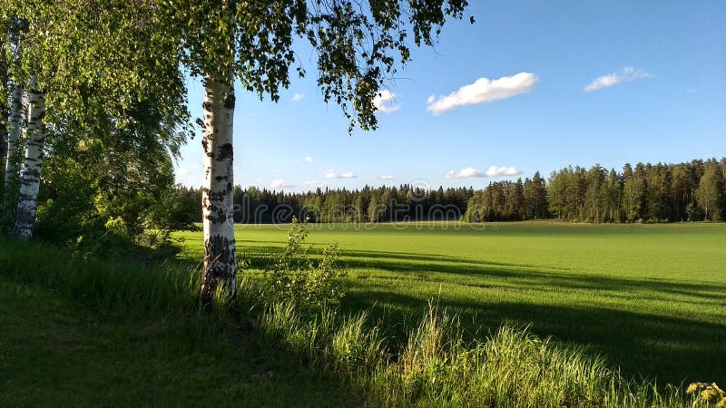 Дерево березы около поля на летнем времени стоковая фотография Дерево березы около поля на летнем времени стоковая фотография