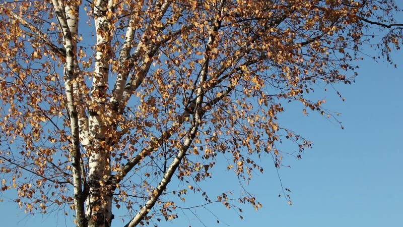 Дерево березы осени над голубым небом