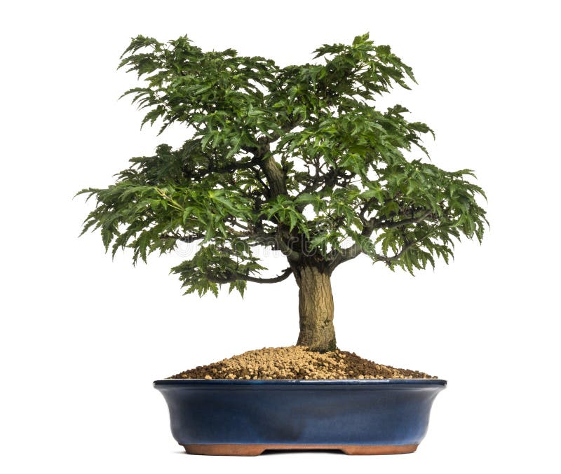 Дерево бонзаев японского клена или Shishigashira, acer Palmatum стоковые изображения Дерево бонзаев японского клена или Shishigashira, acer Palmatum стоковые изображения