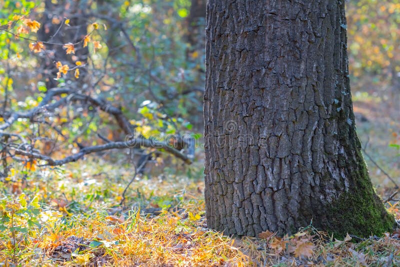 Closeup tree in a forest lightened by a sun. Closeup tree in a forest lightened by a sun