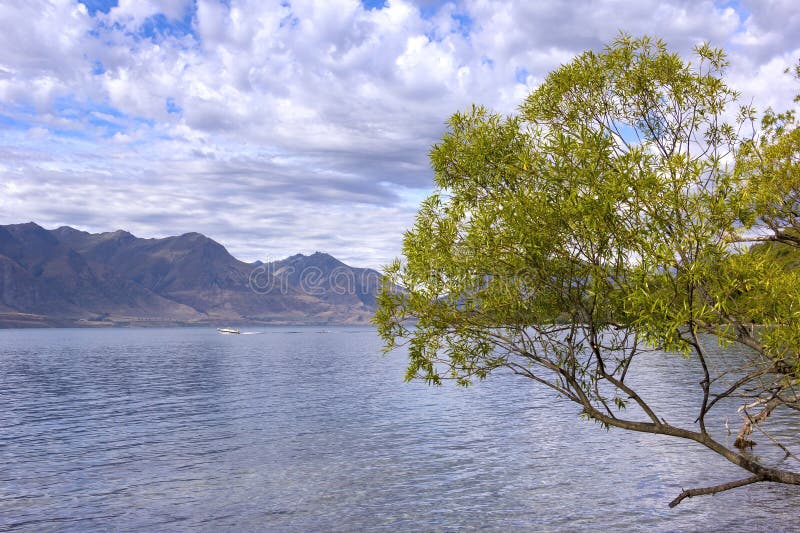 Дерево вербы на озере Wakatipu, около Glenorchy, NZ стоковое изображение rf Дерево вербы на озере Wakatipu, около Glenorchy, NZ стоковое изображение rf