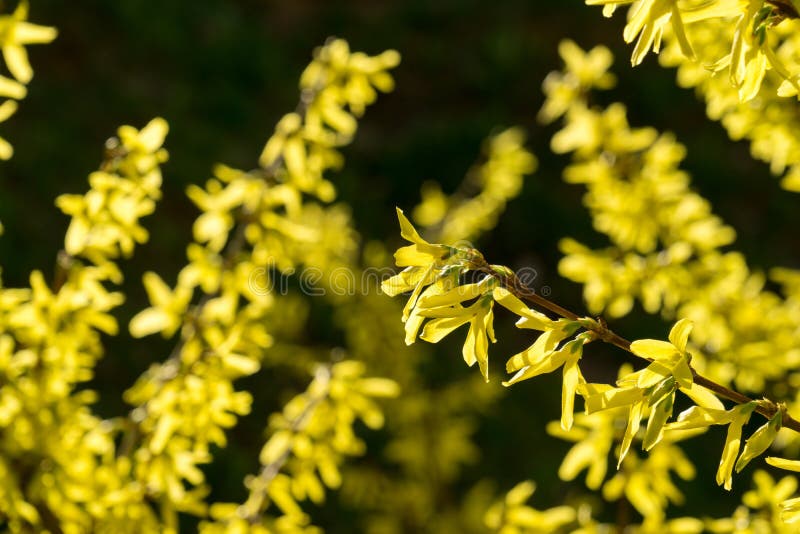 Дерево весны цветя - цветок Forsythia r стоковая фотография rf Дерево весны цветя - цветок Forsythia r стоковая фотография rf