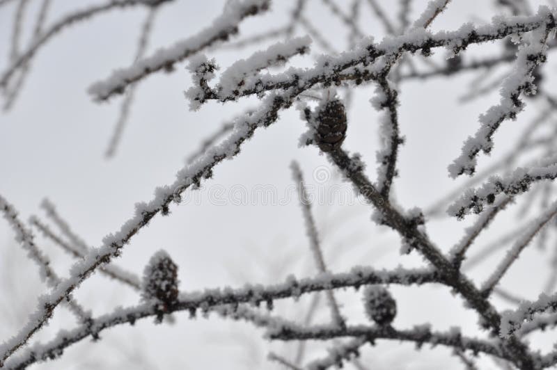 Дерево зимы елевое с снегом на ветвях