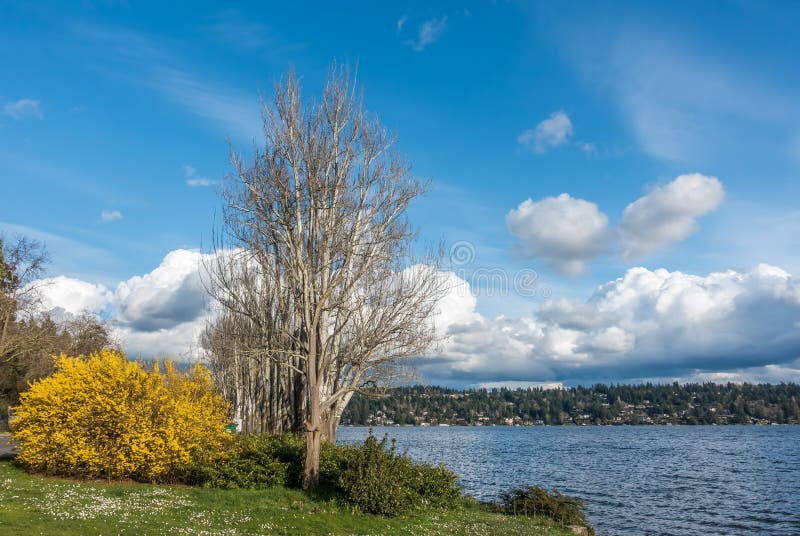 A tree and yellow bush stand out at Seward Park in Seattle, washington. It is Spring. A tree and yellow bush stand out at Seward Park in Seattle, washington. It is Spring.