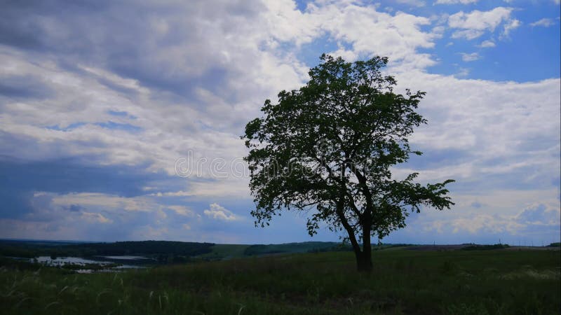 Дерево и облачное небо зеленого цвета Timelapse Движение слайдера сток-видео