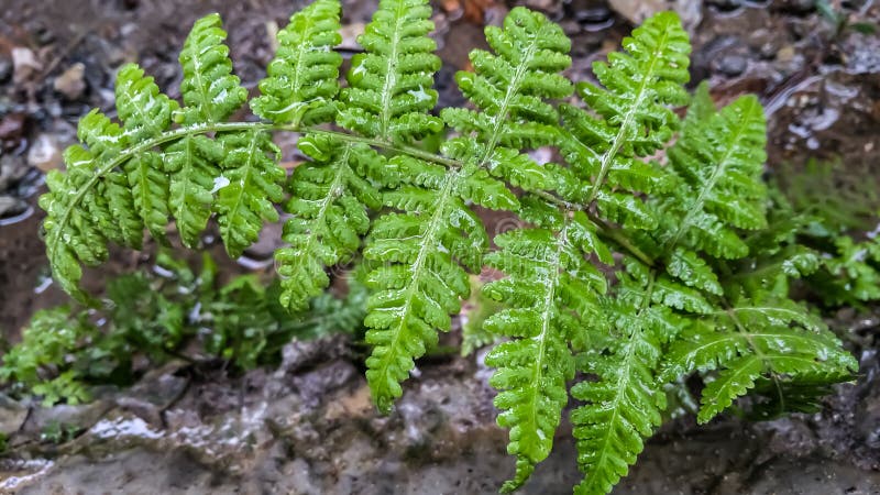 India wood fren plant at rain season in jungle. India wood fren plant at rain season in jungle.