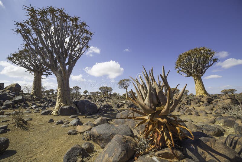 Дерево колчана, или dichotoma алоэ, или Kokerboom, в Намибии стоковая фотография Дерево колчана, или dichotoma алоэ, или Kokerboom, в Намибии стоковая фотография