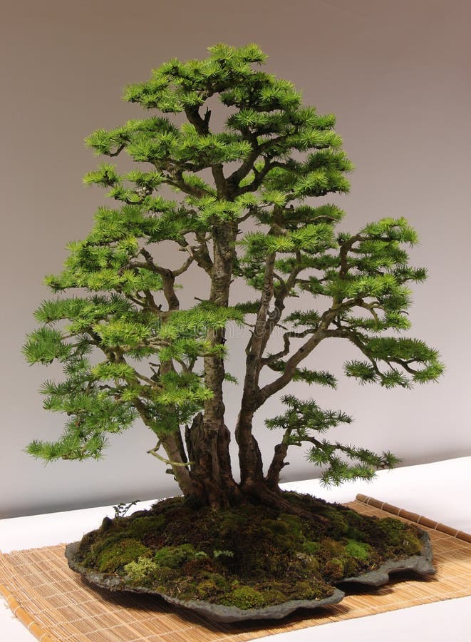 Bonsai tree, Larch (larix decidua) on display at Gardeners World live show at the National exhibition centre (NEC). Bonsai tree, Larch (larix decidua) on display at Gardeners World live show at the National exhibition centre (NEC).