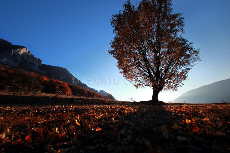 Дерево падения осени в заходе солнца