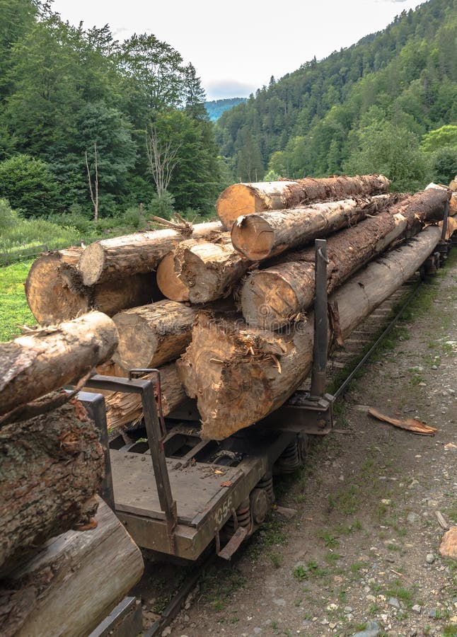 Деревья Cutted стоковые изображения rf Деревья Cutted стоковые изображения rf