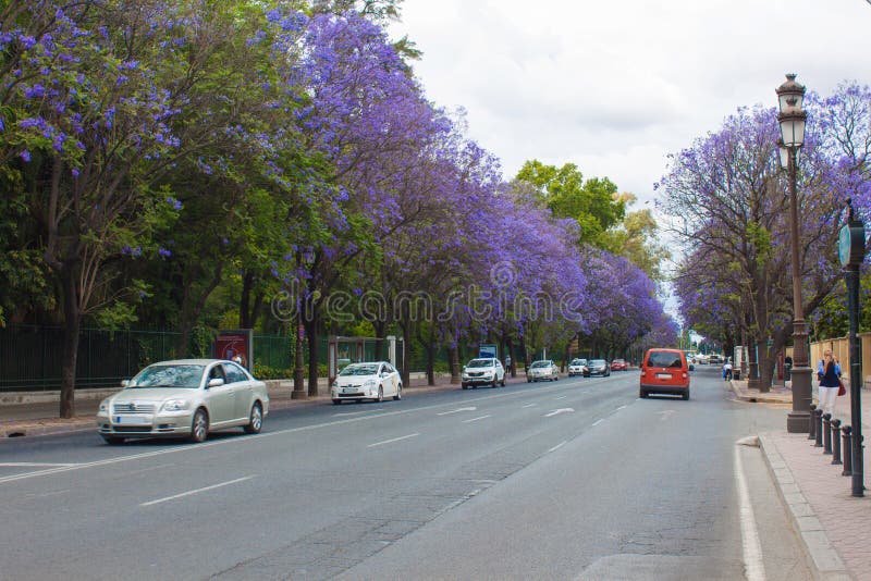 Деревья Jacaranda зацветая вдоль дороги стоковое изображение Деревья Jacaranda зацветая вдоль дороги стоковое изображение