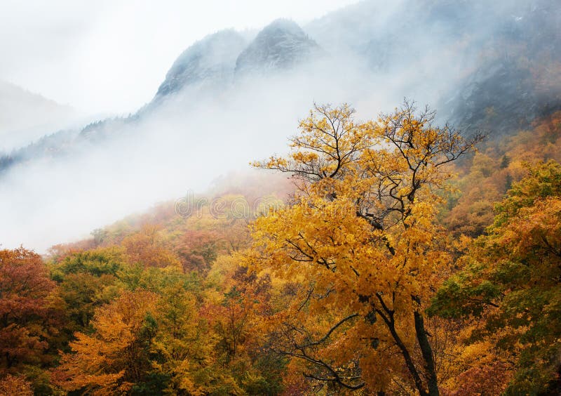 Trees and fog, Smugglers Notch in Autumn, near Stowe, Vermont. Trees and fog, Smugglers Notch in Autumn, near Stowe, Vermont