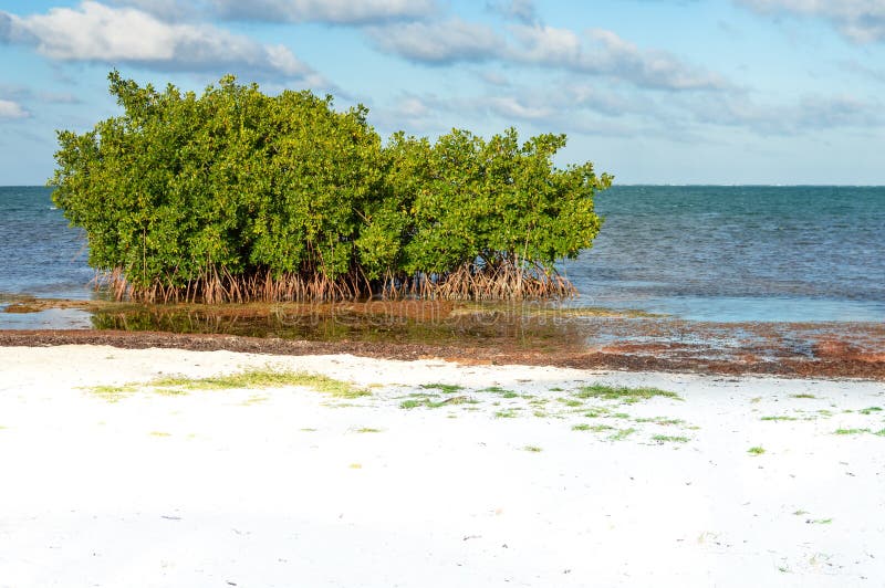 Деревья мангровы и морская водоросль Sargasso пляжем чеканщика Caye
