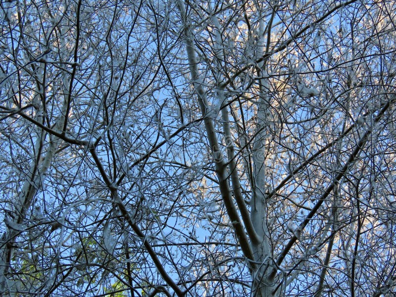 Деревья, покрытые WebCovered, зараженные болезнью BirdCherry стоковое изображение rf