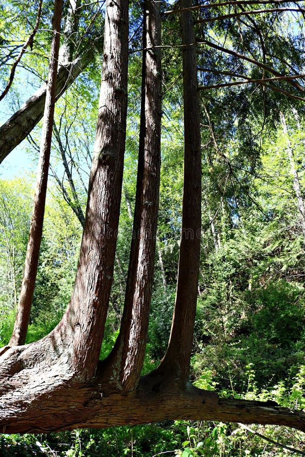 Деревья растя из мертвого хобота в тропическом лесе Nanaimo на острове ванкувер стоковое изображение Деревья растя из мертвого хобота в тропическом лесе Nanaimo на острове ванкувер стоковое изображение