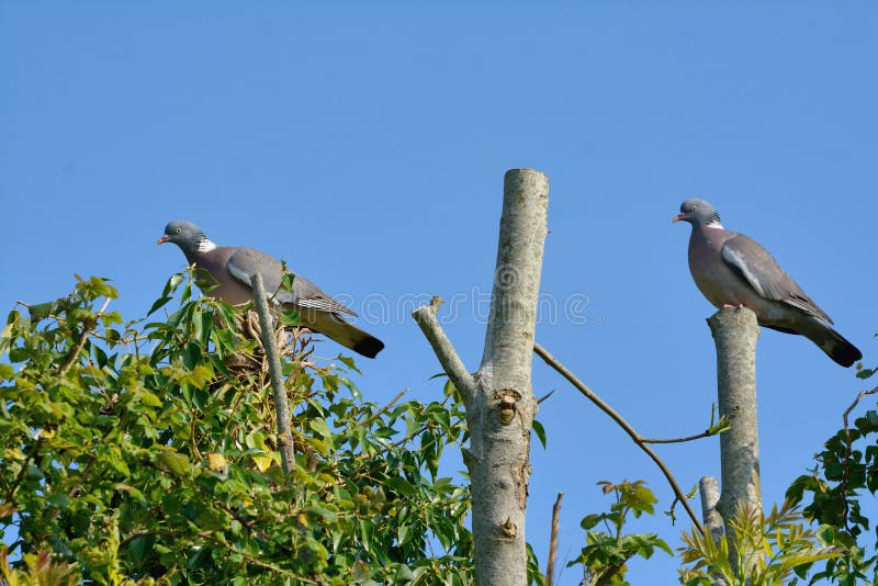 2 rock doves, wood pigeons, Columba perching at a distance on tree tops. Bright blue sky backgrpound. 2 rock doves, wood pigeons, Columba perching at a distance on tree tops. Bright blue sky backgrpound