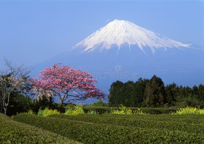 держатель fuji i стоковые фотографии rf держатель fuji i стоковые фотографии rf
