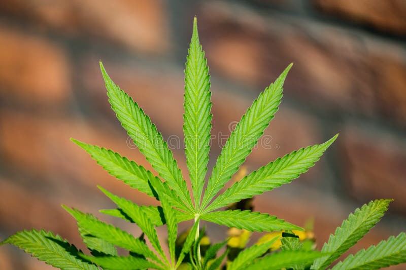 Поля марихуаны фото листя конопля