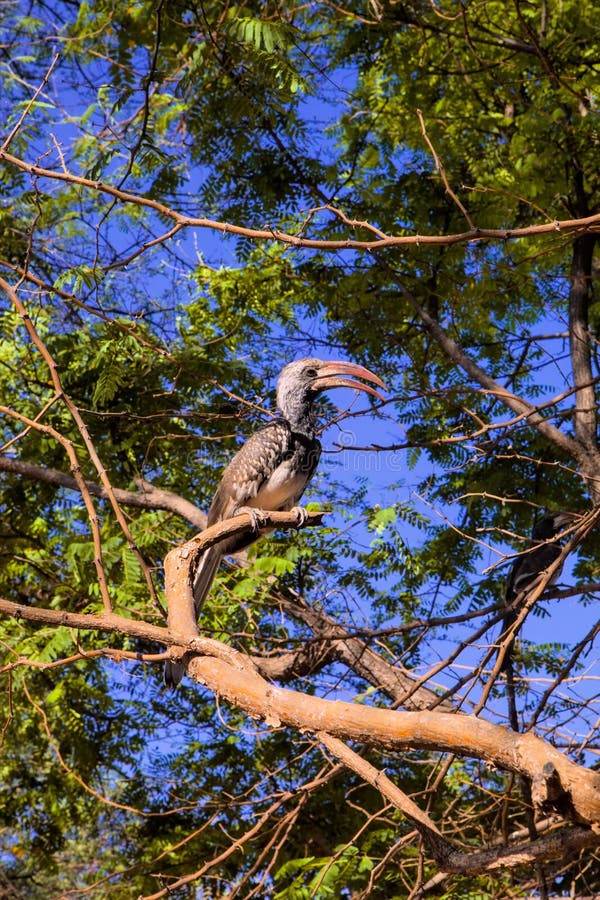 Детеныши Красно-представили счет птица-носорог, erythrorhynchus Tockus, Намибия стоковая фотография Детеныши Красно-представили счет птица-носорог, erythrorhynchus Tockus, Намибия стоковая фотография