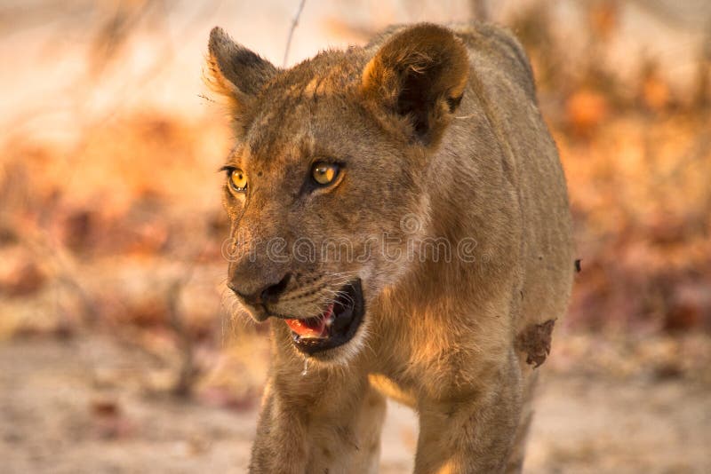 Wild young lion, Etosha, Namibia. Wild young lion, Etosha, Namibia