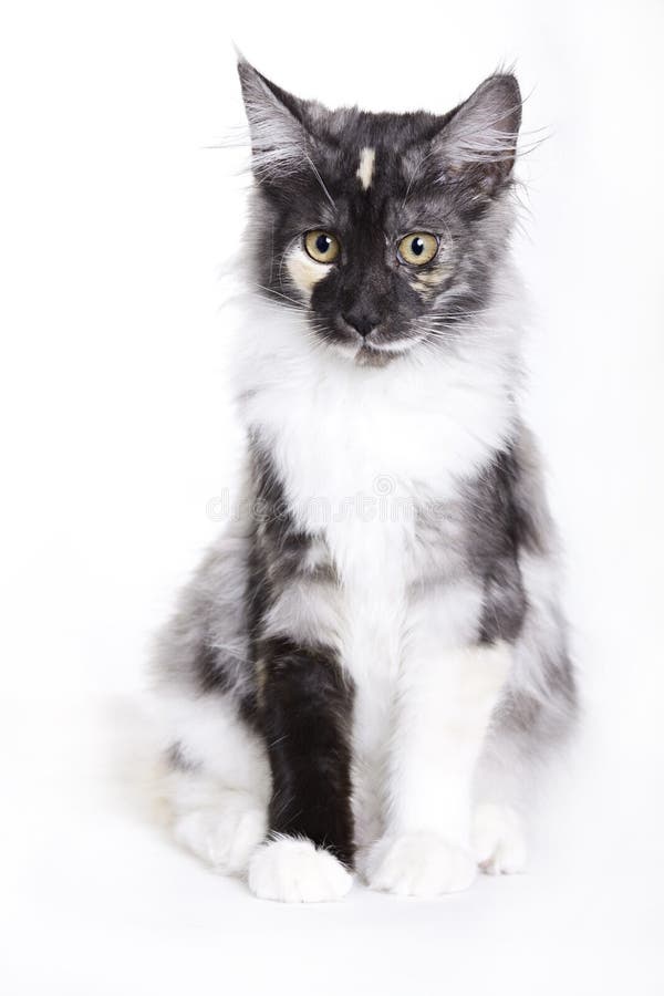 Cat on white background, Maine Coon. Cat on white background, Maine Coon