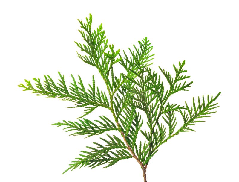 Детеныши пускают ростии туи или arborvitae изолированных на белой предпосылке стоковое изображение